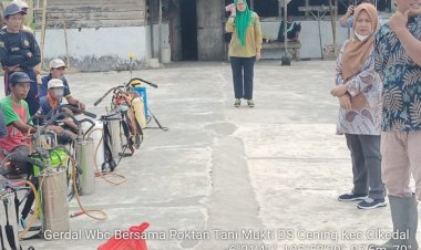 Poktan Tani Mukti Desa Cening dan BPP Cikedal Laksanakan Pengendalian WBC