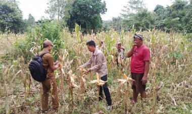 Panen Jagung Dilahan Gempita Pandeglang, Guna Mendorong Swasembada Pangan Indonesia