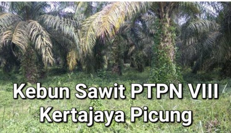 Banyak Pelanggaran Di PTPN III dan VIII Picung, DPC GWI Pandeglang Layangkan Surat Konferensi Pers
