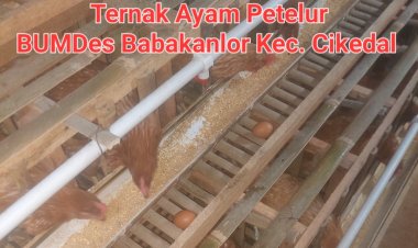 Usaha Ternak Ayam Petelur BUMDes Babakanlor Cikedal, Dari DD Tahap 1 Tahun 2025 Sudah Mulai Berjalan