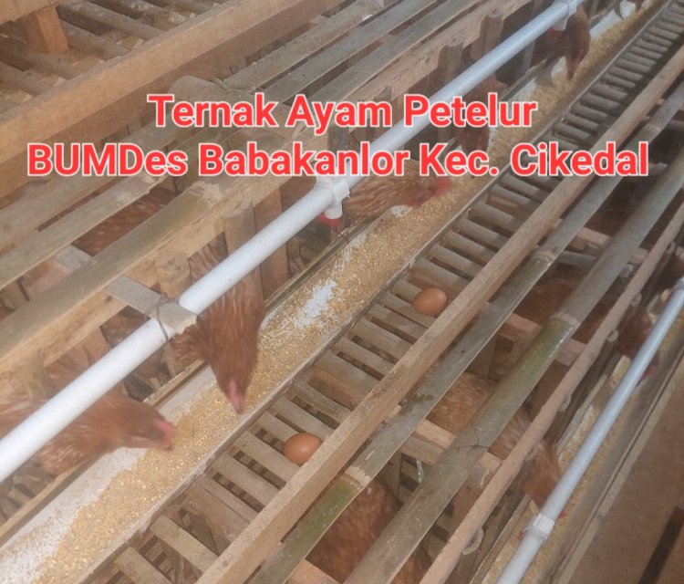 Usaha Ternak Ayam Petelur BUMDes Babakanlor Cikedal, Dari DD Tahap 1 Tahun 2025 Sudah Mulai Berjalan