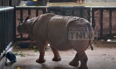 Balai TNUK Berhasil Pindahkan Seekor Badak Jantan, Dengan Dukungan Transportasi KAPA K-61 Marinir TNI