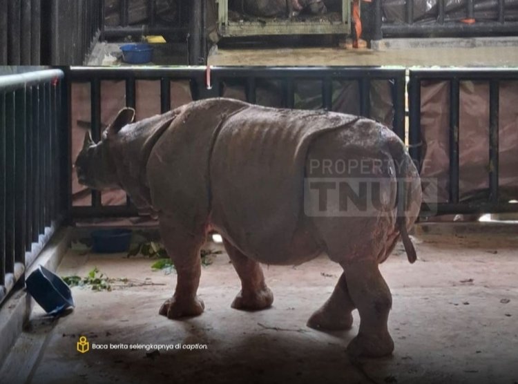 Balai TNUK Berhasil Pindahkan Seekor Badak Jantan, Dengan Dukungan Transportasi KAPA K-61 Marinir TNI